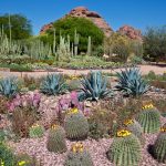 Red Hills Desert Garden